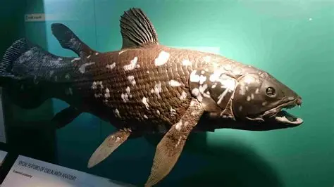 Coelacanth: The Fish That Refused to Die!